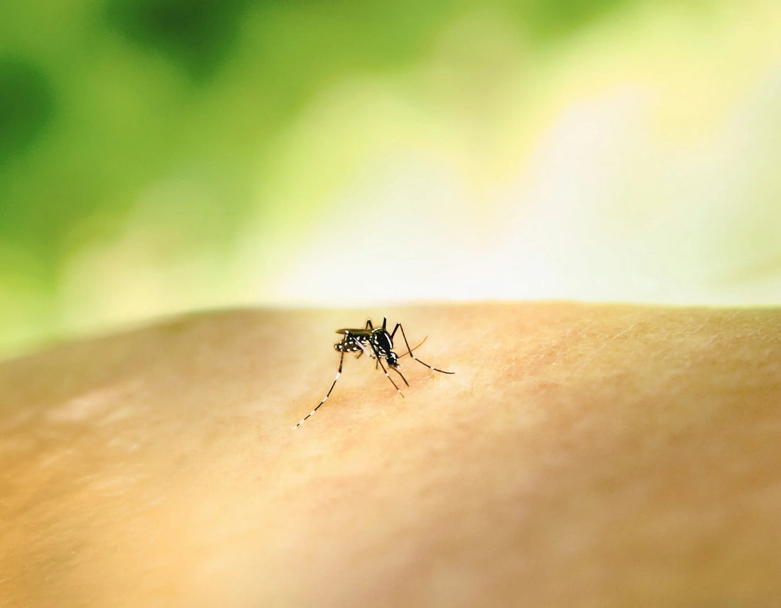 Bugs, Bites, and Stings: A Summer Survival Guide - G&M Medical Supply