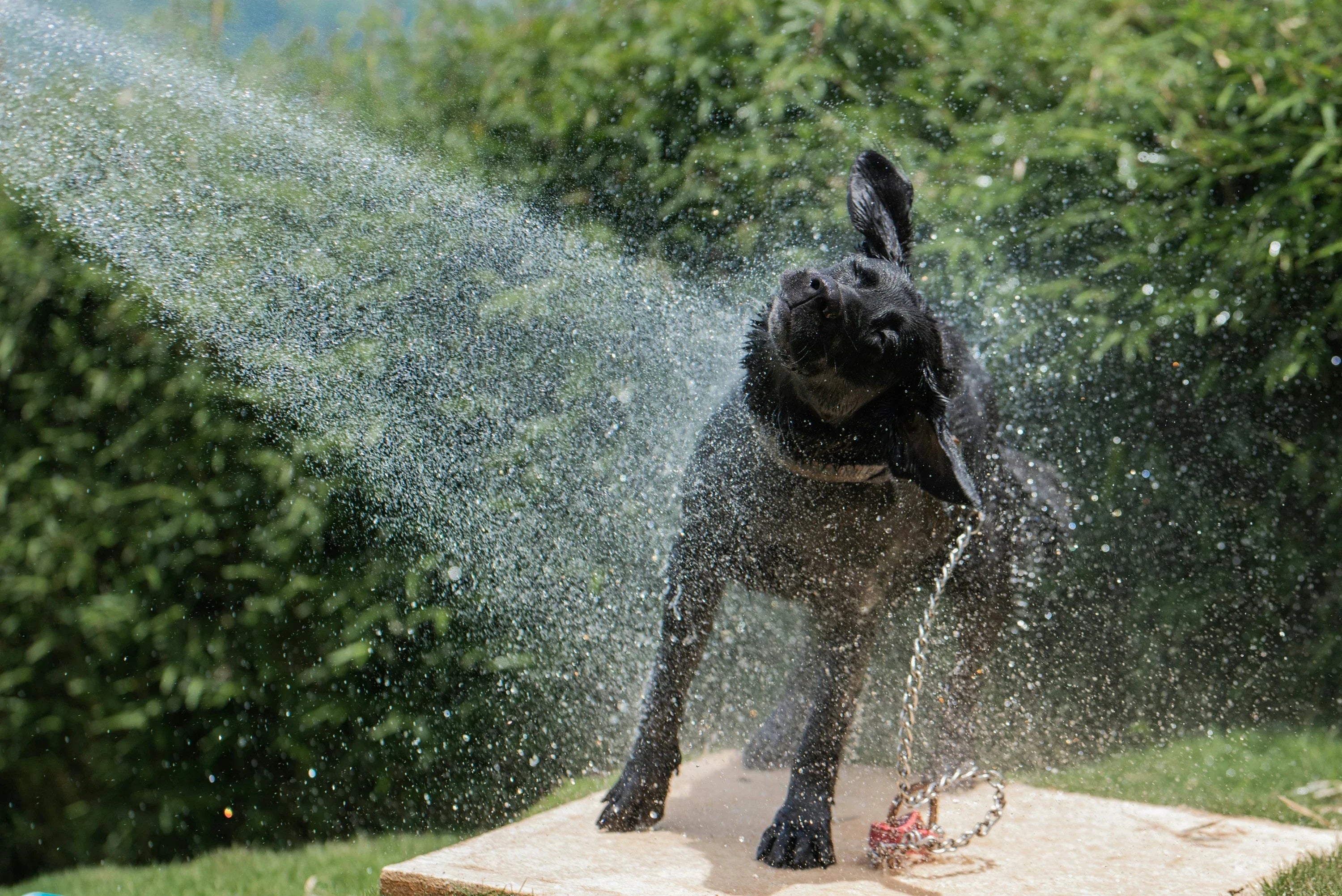 Pet First Aid in the Summer Months: A Clinical Guide for Professionals and Owners - G&M Medical Supply